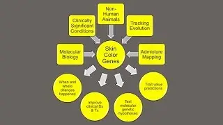 CARTA: Unique Features of Human Skin&ndash;Mark Shriver: The Genetics of Skin Pigmentation