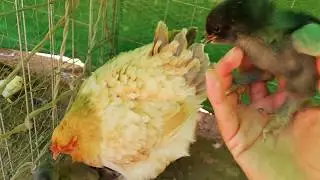 YA NACIERON LOS POLLITOS DE POPESA, HAY UN COPETON 😍🐔