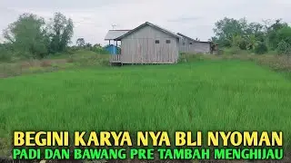 Perantau asal bali semakin kreatif ladang padi & daun bawang tumbuh subur
