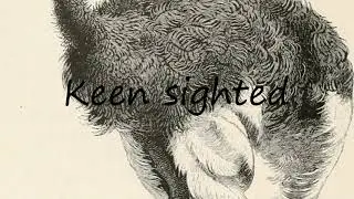 How to Pronounce Keen sighted?