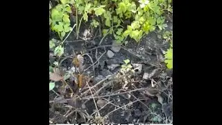 【东北老三Amy】我能挖出地瓜吗？will I dig out some sweet potatoes ?