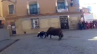 A pie de calle en el encierro de Aldeanueva con GOPRO y cogida