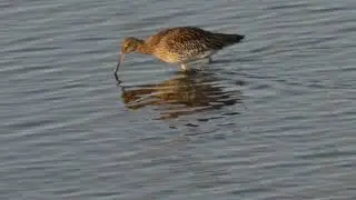 Marsh Fen and Town 24 Where The Curlew Cry