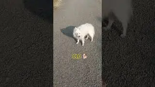 old dog#youtubeshorts #animallovers #viralshorts