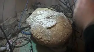 Giant ammonite from Burton Bradstock Lytoceras 3