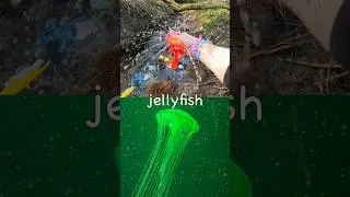 Sea Animal Names for Kids to Learn at the Stream: Lobster Blue Shark Eagle Ray Seal Hammerhead