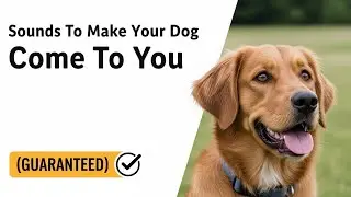 BEST Sounds to Make Your Dog Come Every Time (Guaranteed Dog Recall Trick!)