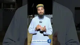 Cow Mandi 2025 Lag Gai Hai? Northern Bypass Cow Mandi 2025 Latest Update | Cattle Market Karachi