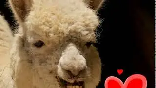 Alpaca Mating Call