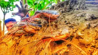 Wow Really Smart Hand Fishing In River Dry Place Underground Fish Catching #fishing #fish