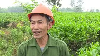Masan High-Tech Materials đồng h&agrave;nh c&ugrave;ng người d&acirc;n sản xuất ch&egrave; theo hướng an to&agrave;n, hữu cơ