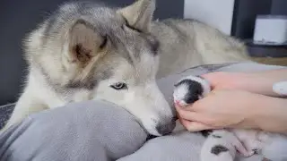 Husky Meets Newborn Kittens for the First Time and Instantly Becomes Their Babysitter