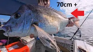 BIG SPRING SNAPPER off SYDNEY [4K] (Catch & Clean) EP 7.