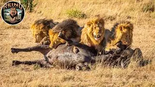La Leyenda de la Alianza Notch - Los Reyes de la Sabana | Reino Animal