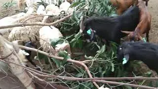 sheep and goat eating a mango leaves