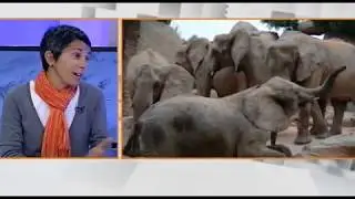 7 TeleValencia: 