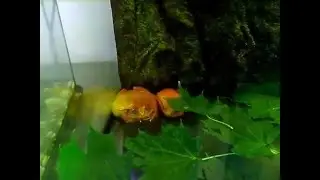 Dyscophus antongilii