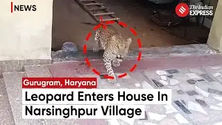 Leopard In Gurgaon: Leopard Intrusion Prompts Joint Response by Forest and Police Teams
