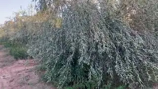سوق الزيتون 2025 👇🇲🇦🇲🇦🫒