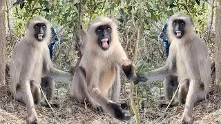 Raw & Real: Wild Monkeys&rsquo; Reactions Caught on Camera