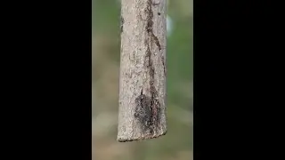 What is Canker in Apple | Causes | Types | Management | YSP UHF Nauni