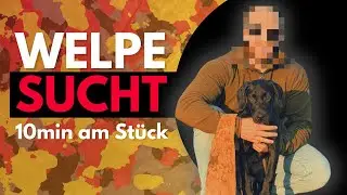 So klingt echtes Sp&uuml;rhundetraining &ndash; Rogan schn&uuml;ffelt bis zu 300x pro Minute!