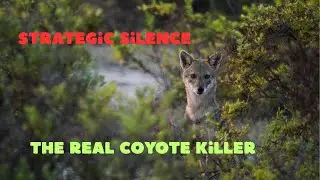 The Coyote Hunting Tactic Everyone Gets Wrong