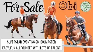 Obi For Sale Delightful 1* eventer, super educated and experienced! Fun and straightforward to ride!