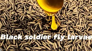 Black soldier fly larvae oil press machine BSF larvae oil expeller #oilpress #blacksoldierfly