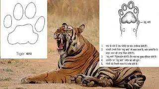 टाईगर पगमार्क की पहचान || tiger pug mark || leopard pugmark || dog pugmark || rhinoceros pugmark ||