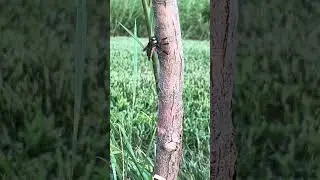 Cool n cute bugs! (Frog background sounds) #cool #cute #bugs #nature #frogsounds #relaxing #calming