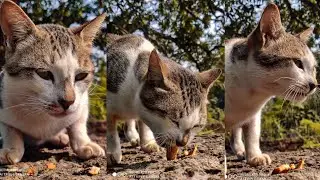 CAT Mobile Photoshoot | Mobile photography of Cat