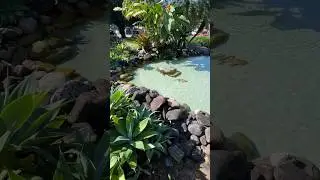 D&aacute; para acreditar que esse lago cristalino foi montado h&aacute; 10 anos? #lago #lagoornamental
