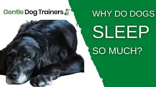 Why Do Dogs Sleep So Much? The Science + When To Worry!