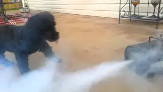 Dog vs smoke machine
