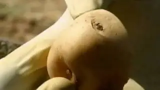 How to Grow Potatoes