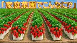 ベランダでできる！横置きペットボトルでいちご栽培のやり方