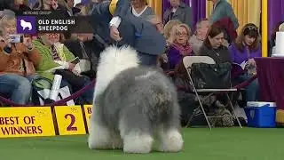 Old English Sheepdogs | Breed Judging 2019