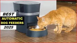 Top 4 Best Automatic Dog Feeders In (2025)