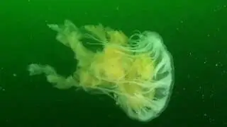 SCUBA Diving Whytecliff Park