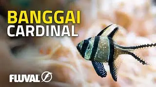 SPECIES SPOTLIGHT | Banggai Cardinalfish