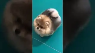 What The Cute & Funny Lovely Puppy #short#0785
