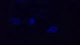 Dwarf Pufferfish at Night