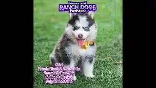 Mesmerizing Time-Lapse: Witness Odet the 8-Week Pomsky Puppy grow from Birth to now in 30 Seconds!