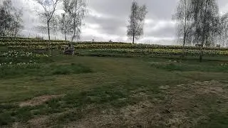 A Host Of Golden Daffodils