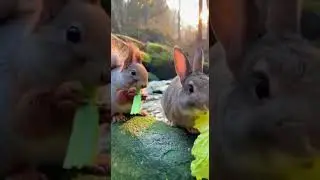 Rabbit eating napa cabbage, squirrel munching celery #Bunny #Rabbit #ASMR #shorts