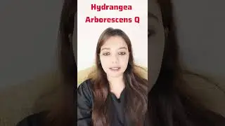 हाइड्रेंजिया होम्योपैथिक औषधि | मूत्र प्रणाली के लिए सर्वश्रेष्ठ होम्योपैथिक औषधि || #drdeeptihomeo