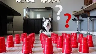 Насколько умён сибирский хаски? Лучший тест на интеллект!