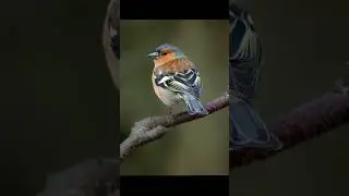 Chaffinch bird voice for sleep 💤|Nature with relaxation