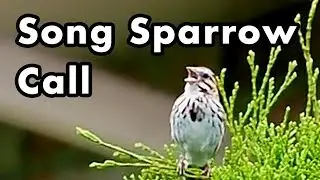 Song Sparrow Singing A Song - Bird Call - Sparrow Voice Sound